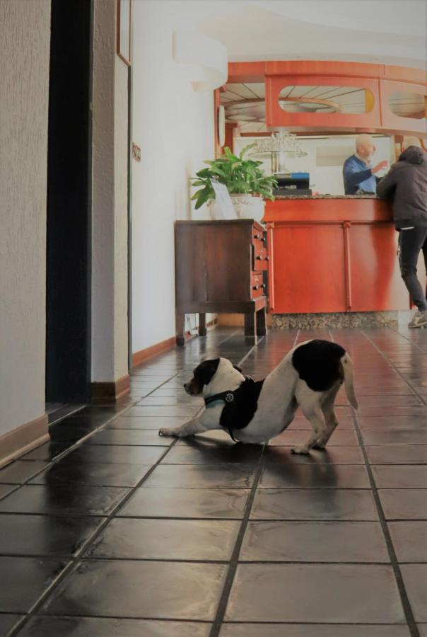 Hotel Galant Venaria Reale Εξωτερικό φωτογραφία